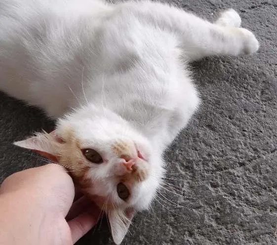 Gato raça  idade 7 a 11 meses nome Maicon **