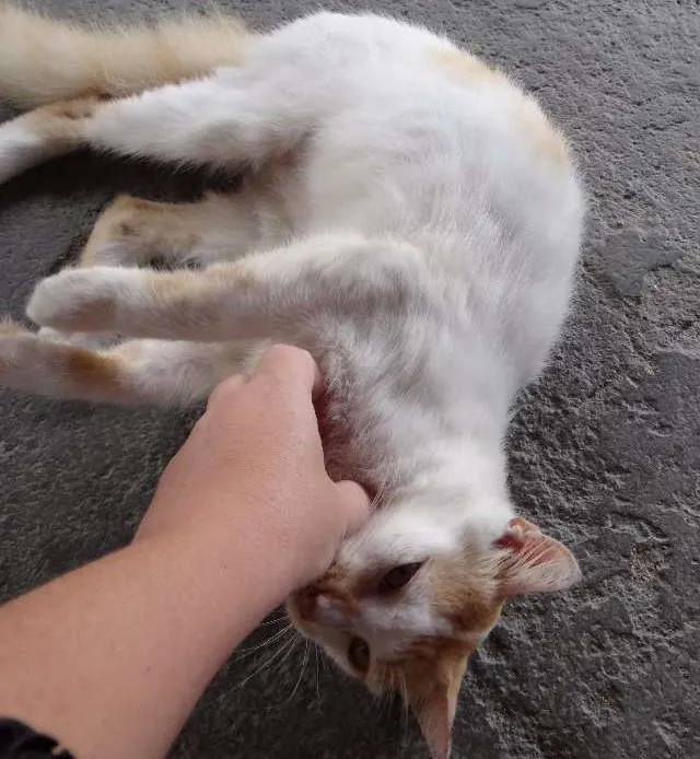 Gato raça  idade 7 a 11 meses nome Maicon **