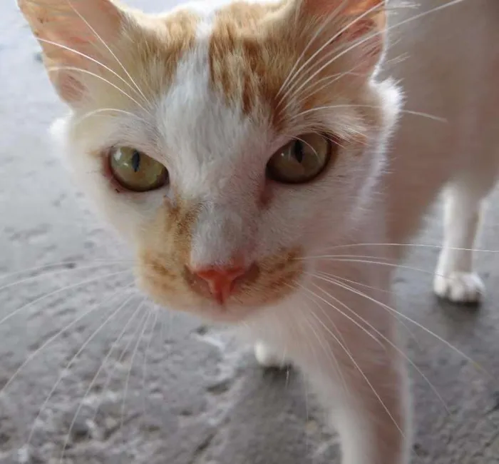 Gato raça  idade 7 a 11 meses nome Maicon **