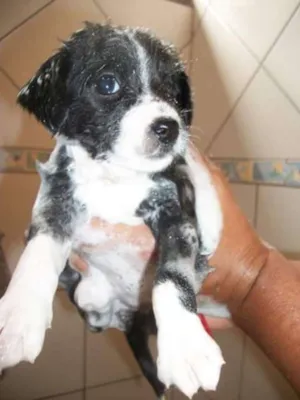 Cachorro raça Mistura Pinscher com viralata idade 4 anos nome Bolinha e tres filho