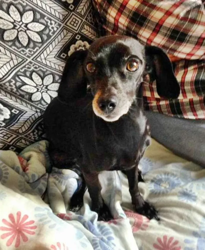 Cachorro ra a linguicinha idade 4 anos nome Isa