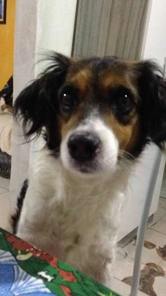 Cachorro ra a  idade 4 anos nome CINDY