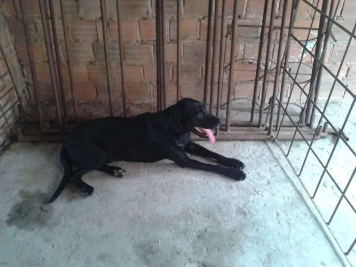 Cachorro raça Labrador idade 2 anos nome Bube