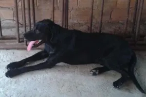 Cachorro raça Labrador idade 2 anos nome Bube