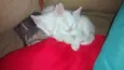 3 gatinhos
