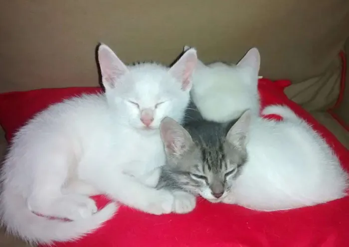 Gato ra a SRD idade Abaixo de 2 meses nome 3 gatinhos