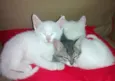 3 gatinhos