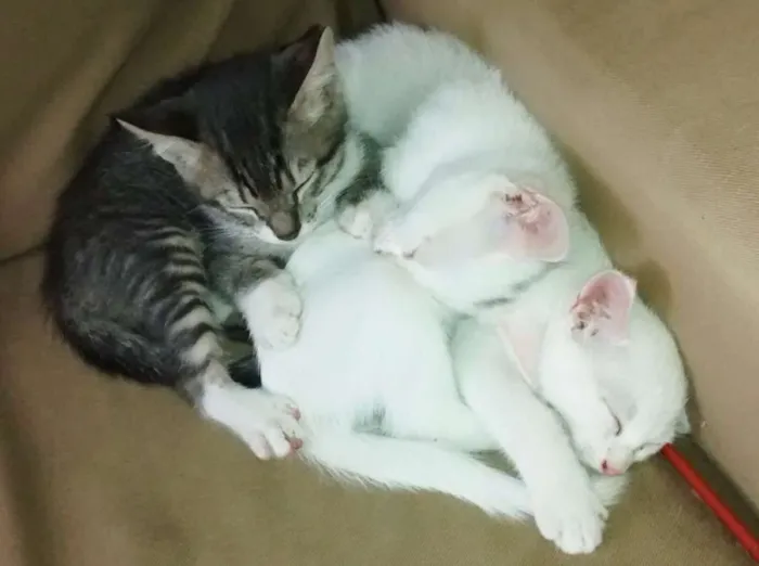 Gato ra a SRD idade Abaixo de 2 meses nome 3 gatinhos