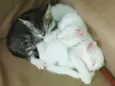 3 gatinhos