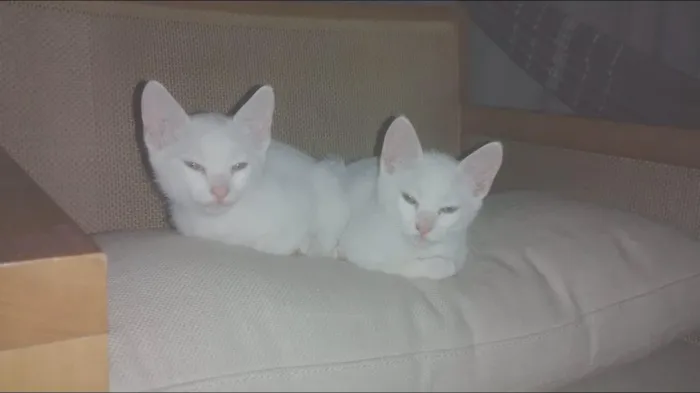 Gato ra a SRD idade Abaixo de 2 meses nome 3 gatinhos