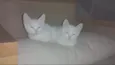 3 gatinhos