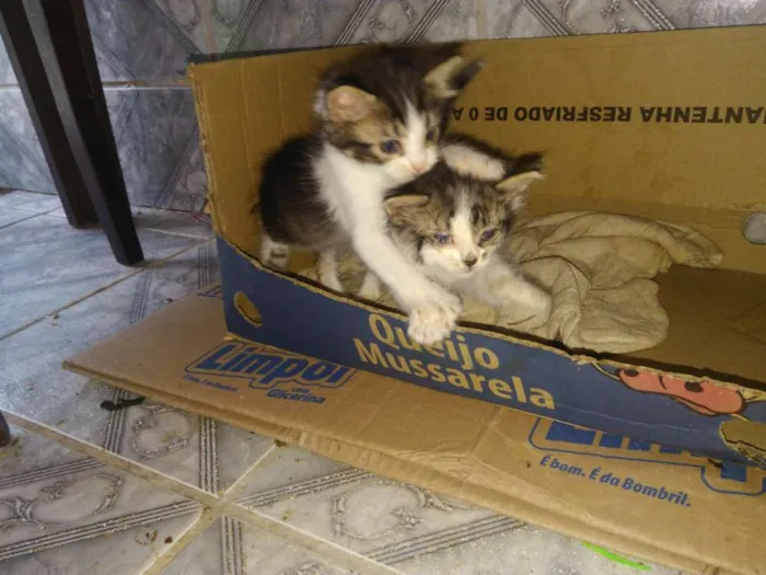 Gato ra a Não sei idade Abaixo de 2 meses nome Sem nomes