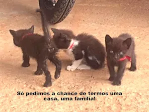 Gato raça  idade Abaixo de 2 meses nome mel/polly/popy