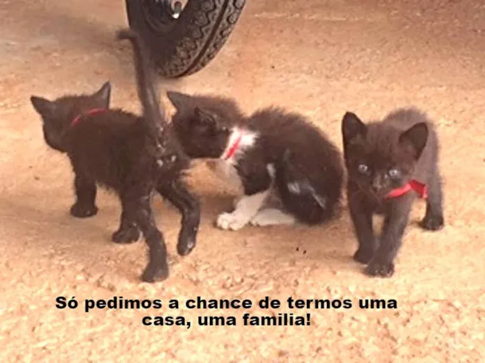 Gato ra a  idade Abaixo de 2 meses nome mel/polly/popy