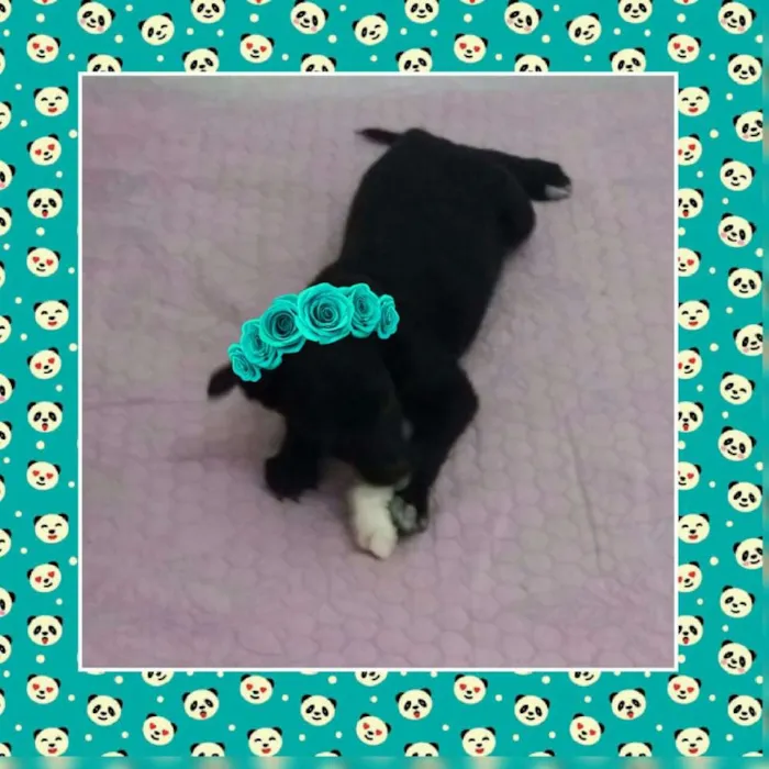 Cachorro ra a SRD idade 2 a 6 meses nome THOR