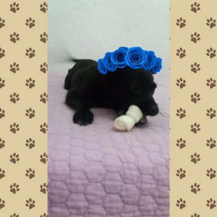 Cachorro ra a SRD idade 2 a 6 meses nome THOR