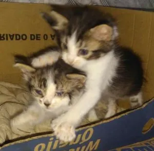 Gato raça Não sei idade Abaixo de 2 meses nome Sem nomes