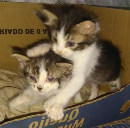 Gato ra a Não sei idade Abaixo de 2 meses nome Sem nomes