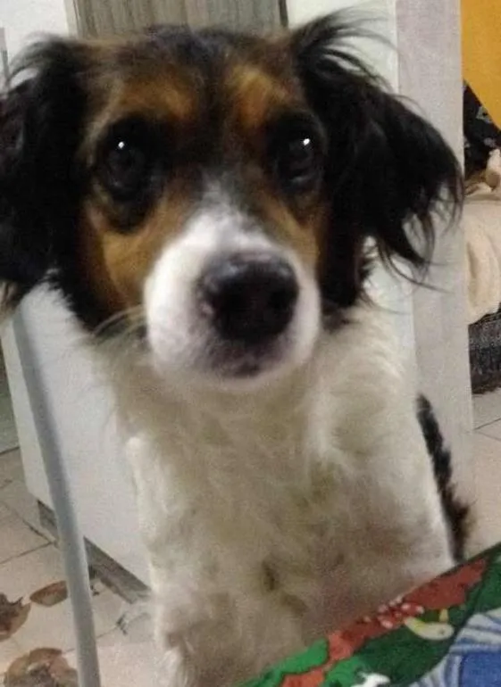 Cachorro ra a  idade 4 anos nome CINDY