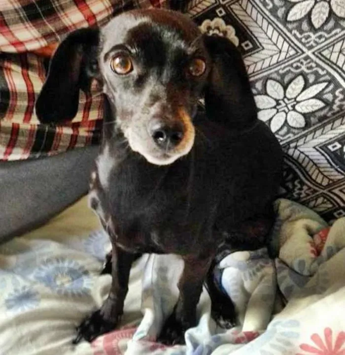 Cachorro ra a linguicinha idade 4 anos nome Isa