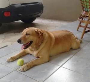 Cachorro raça Labrador idade 6 ou mais anos nome Cristal