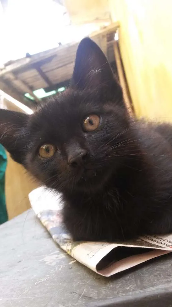 Gato ra a Indefinido idade Abaixo de 2 meses nome Emília 