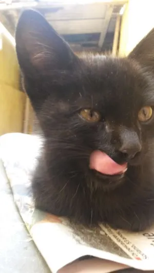 Gato raça Indefinido idade Abaixo de 2 meses nome Emília 
