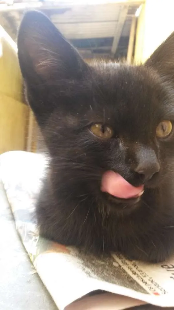 Gato ra a Indefinido idade Abaixo de 2 meses nome Emília 
