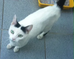 Gato raça SRD idade 2 anos nome Branquinha