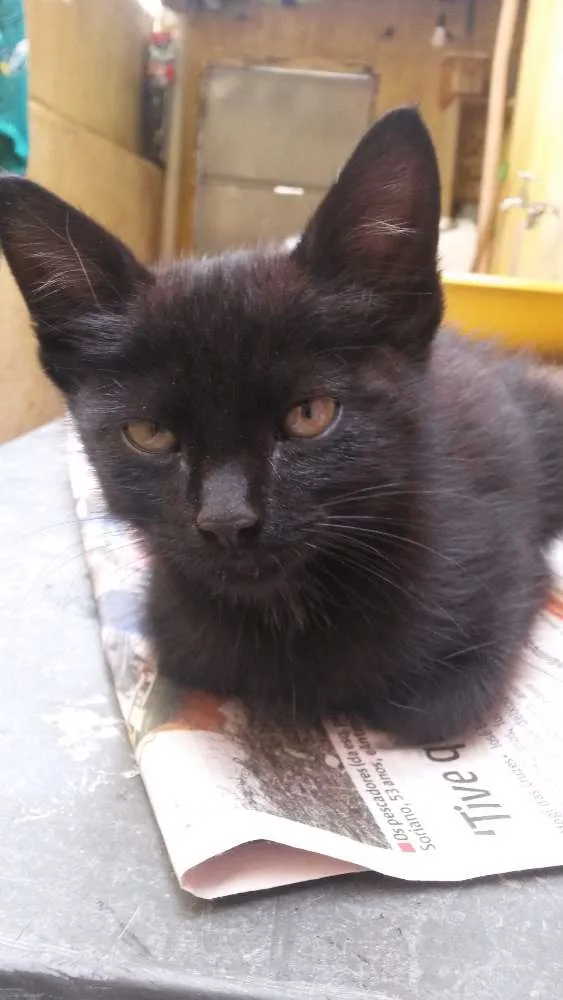 Gato ra a Indefinido idade Abaixo de 2 meses nome Emília 