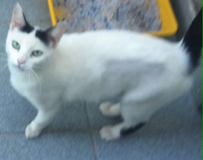 Gato raça SRD idade 2 anos nome Branquinha