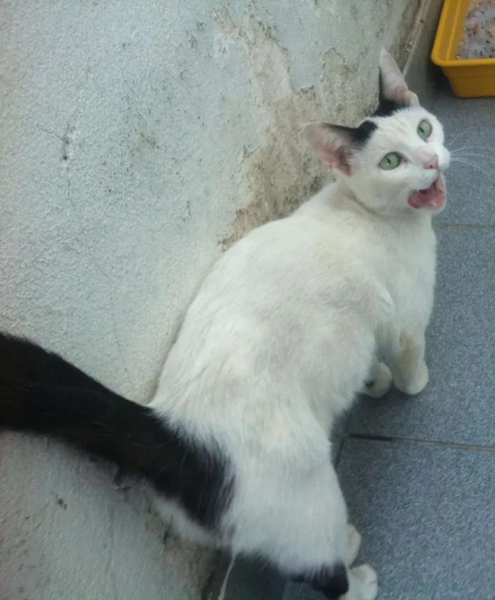 Gato raça SRD idade 2 anos nome Branquinha
