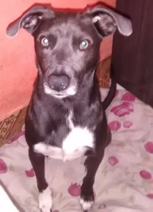 Cachorro raça Sem raça definida idade 2 anos nome Alemão 