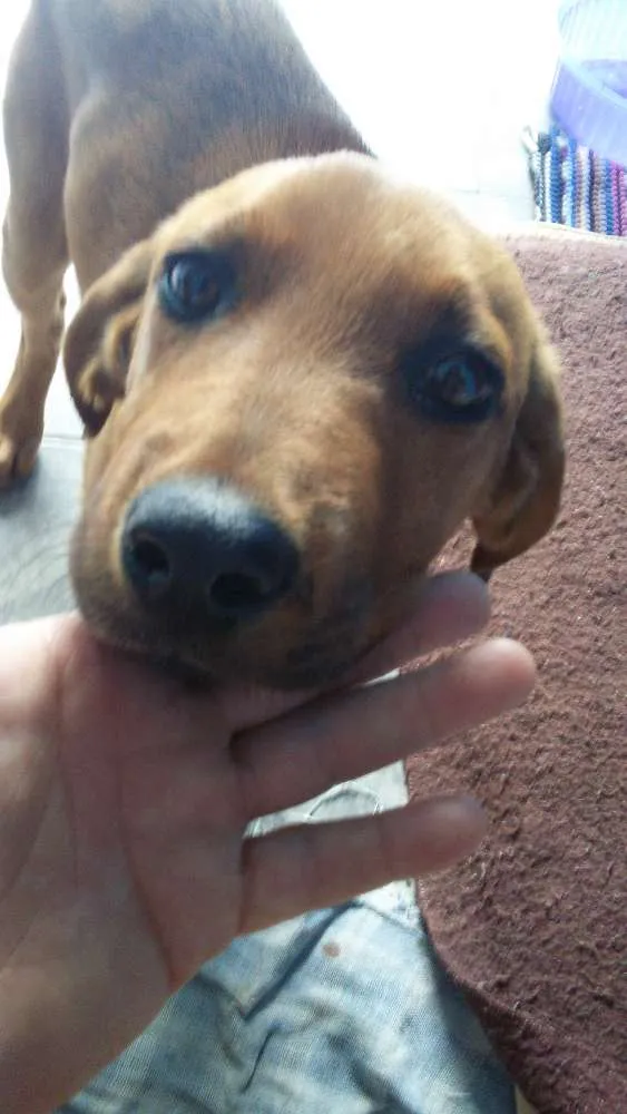 Cachorro ra a Rnd idade 2 a 6 meses nome S/nome