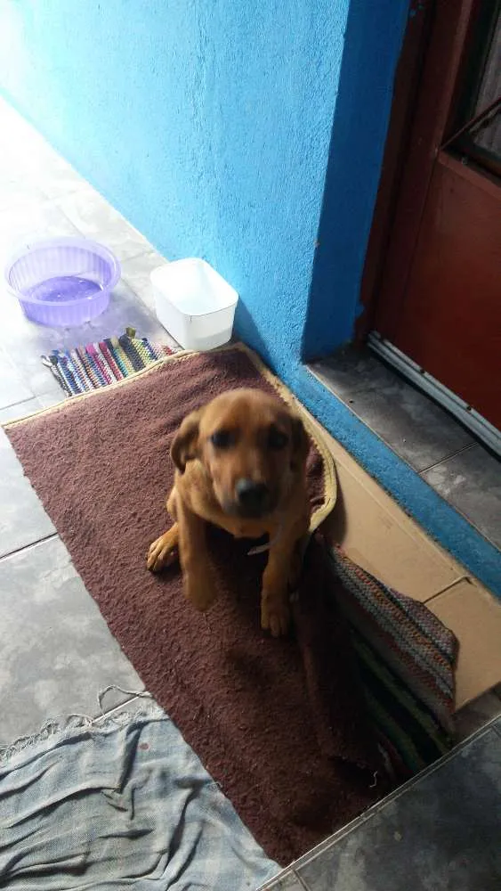 Cachorro ra a Rnd idade 2 a 6 meses nome S/nome