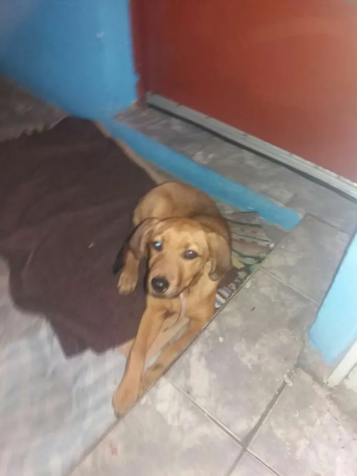 Cachorro ra a Rnd idade 2 a 6 meses nome S/nome