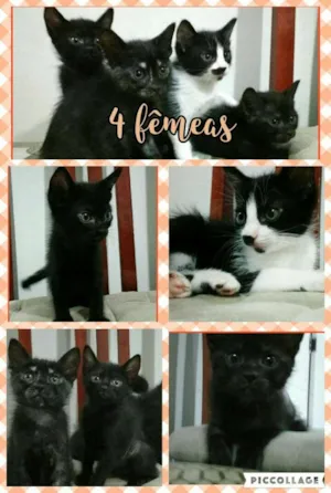 Gato raça srd idade Abaixo de 2 meses nome Varias
