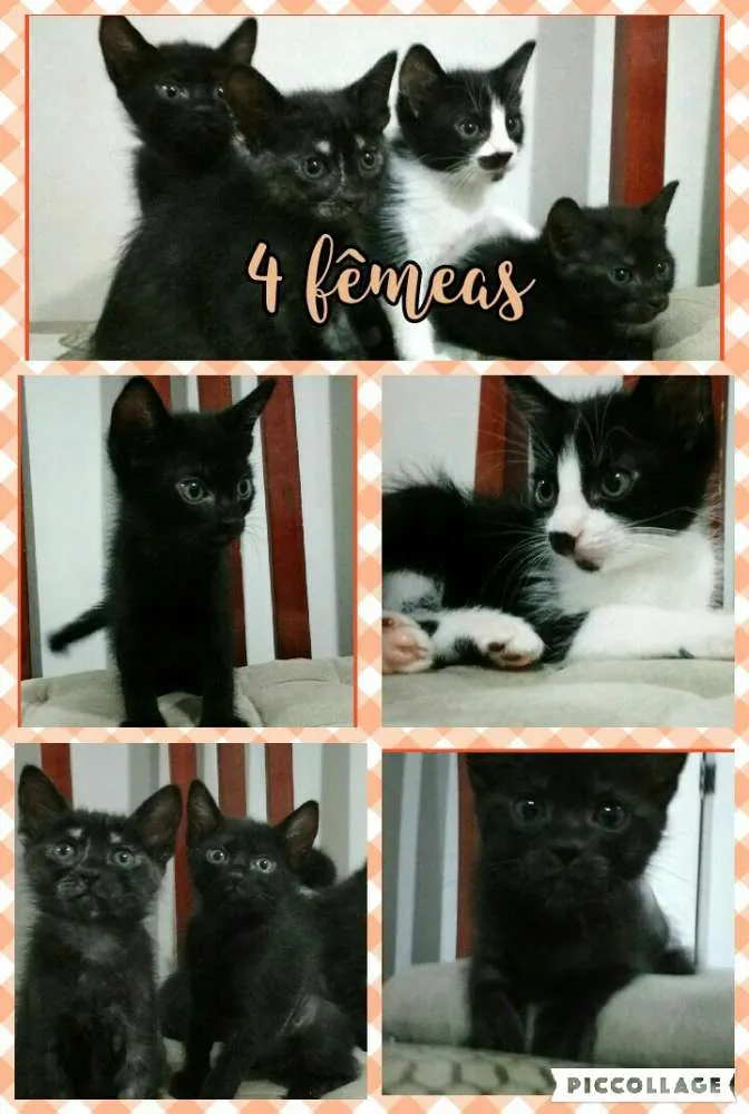 Gato ra a srd idade Abaixo de 2 meses nome Varias