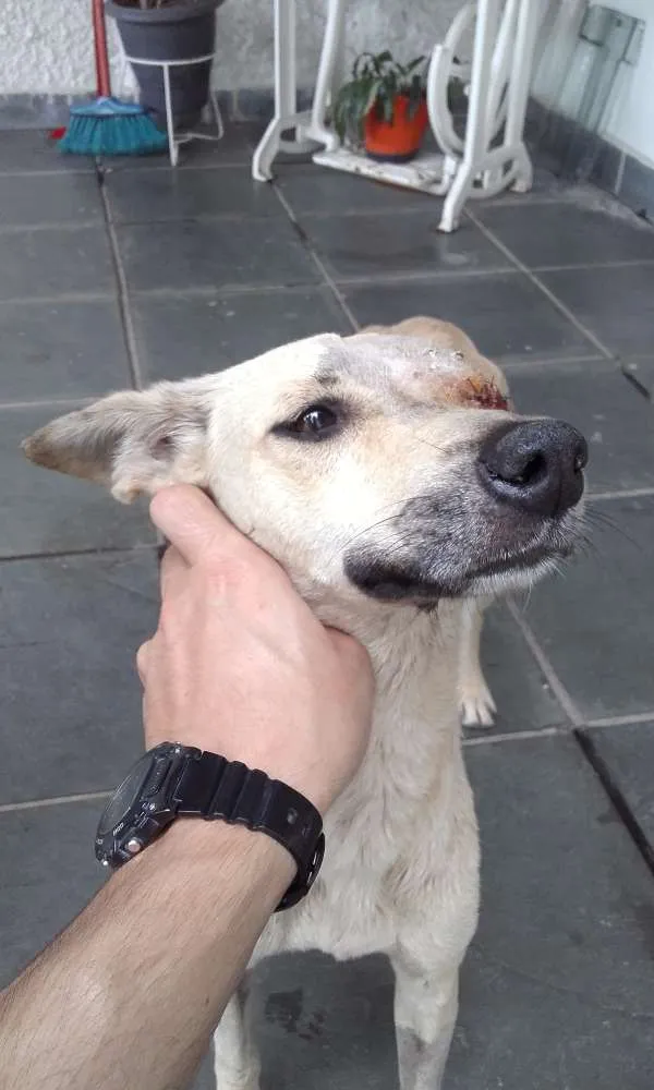 Cachorro ra a SRD idade 2 anos nome Aurora