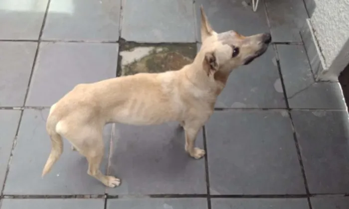 Cachorro ra a SRD idade 2 anos nome Aurora