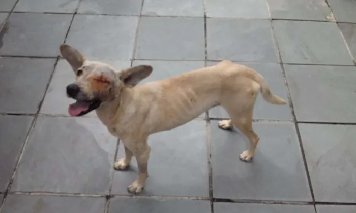 Cachorro ra a SRD idade 2 anos nome Aurora