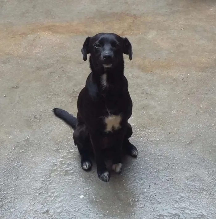 Cachorro ra a SRD idade 7 a 11 meses nome Tekinha 