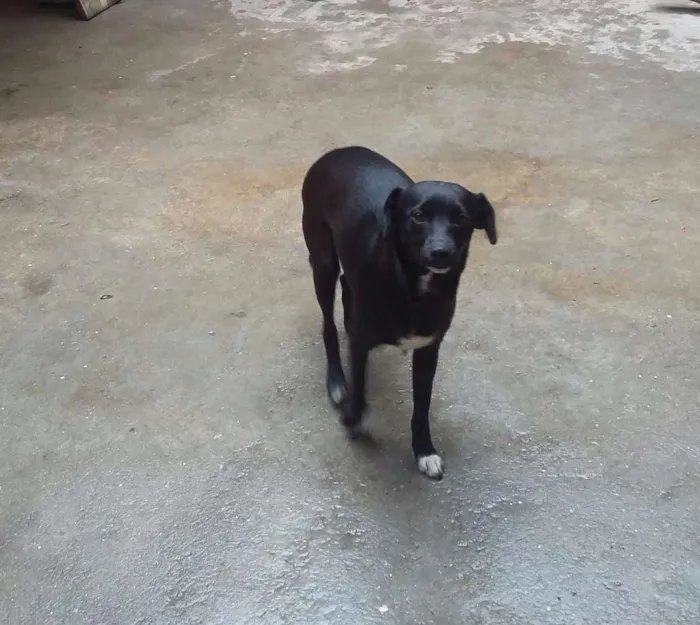 Cachorro ra a SRD idade 7 a 11 meses nome Tekinha 