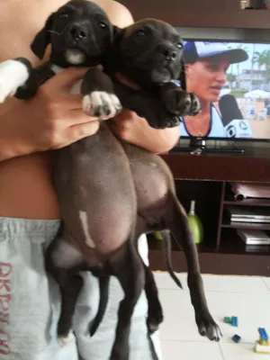 Cachorro raça Sem raça idade 2 a 6 meses nome Sem nome 