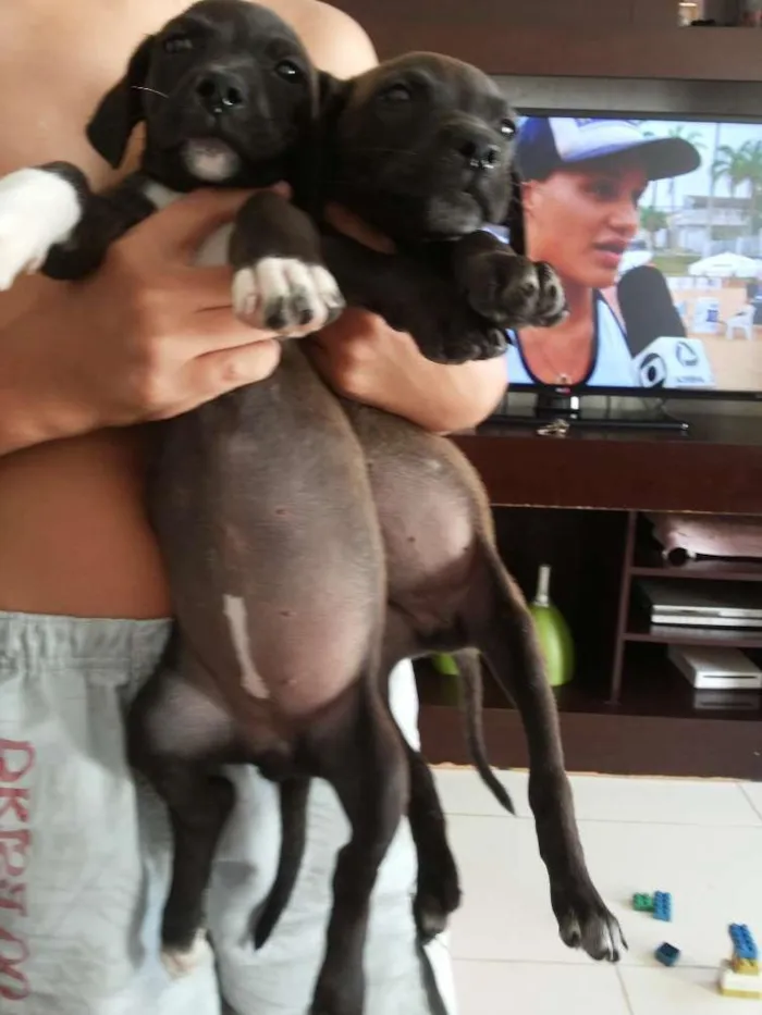 Cachorro ra a Sem raça idade 2 a 6 meses nome Sem nome 