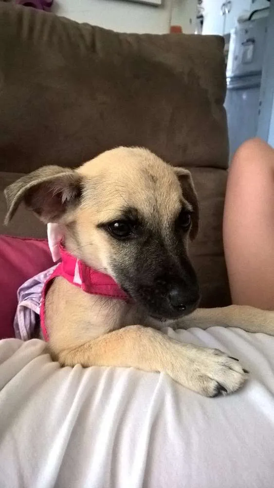 Cachorro raça SRD idade 2 a 6 meses nome ...