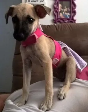 Cachorro raça SRD idade 2 a 6 meses nome ...