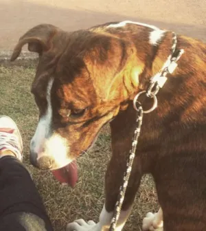 Cachorro raça Pit-Bull idade 7 a 11 meses nome Floyd