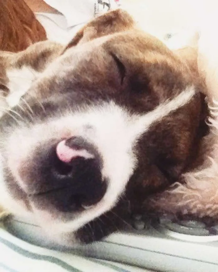 Cachorro ra a Pit-Bull idade 7 a 11 meses nome Floyd
