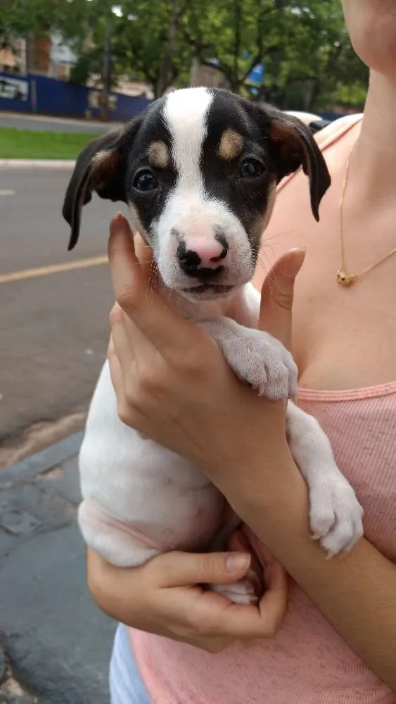 Cachorro ra a Vira lata idade 2 a 6 meses nome Sansa